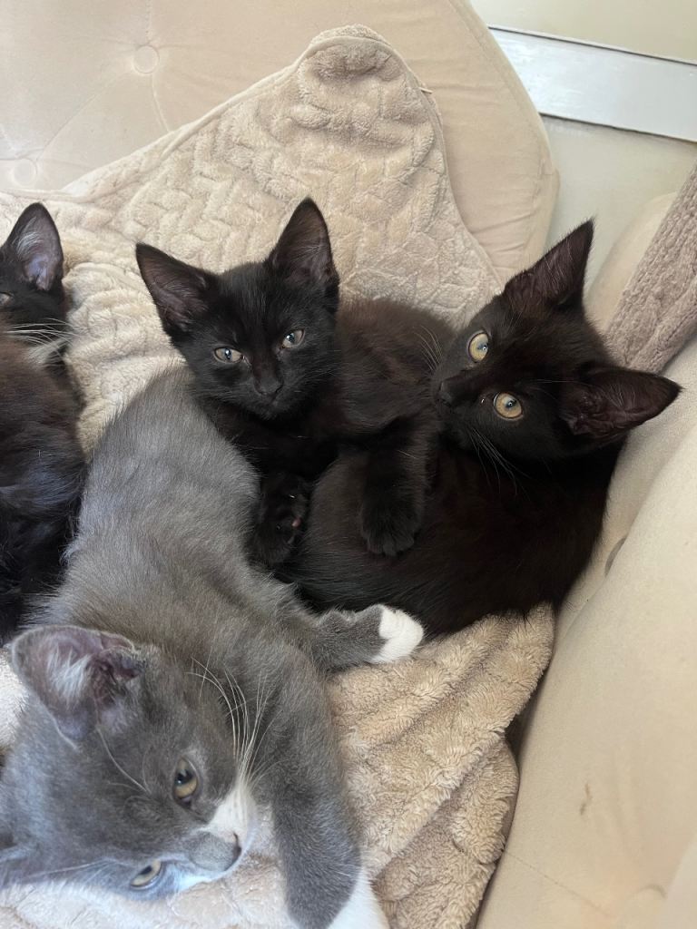 Kittens
