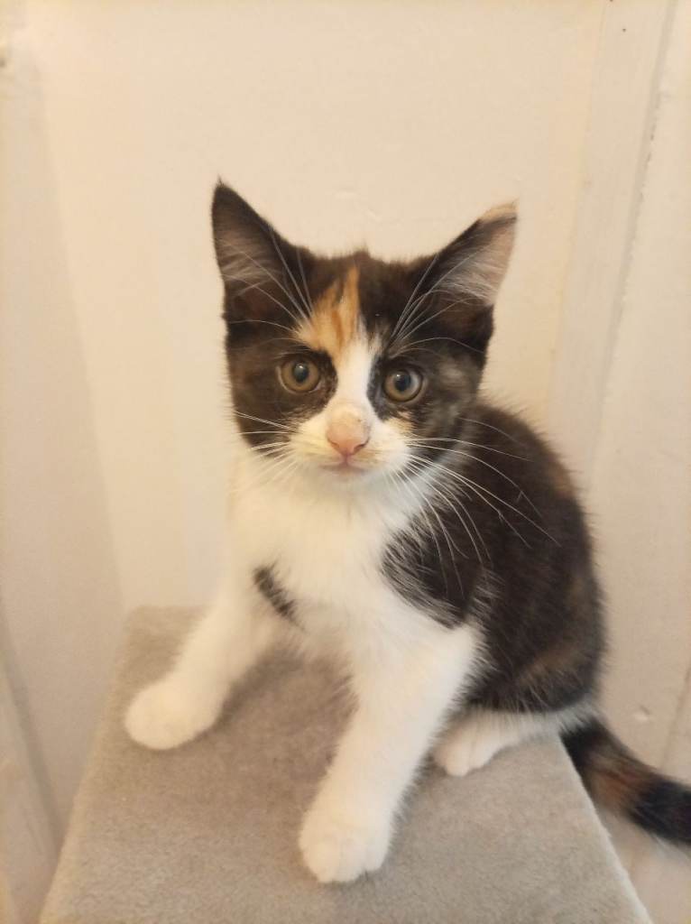 Kittens for sale