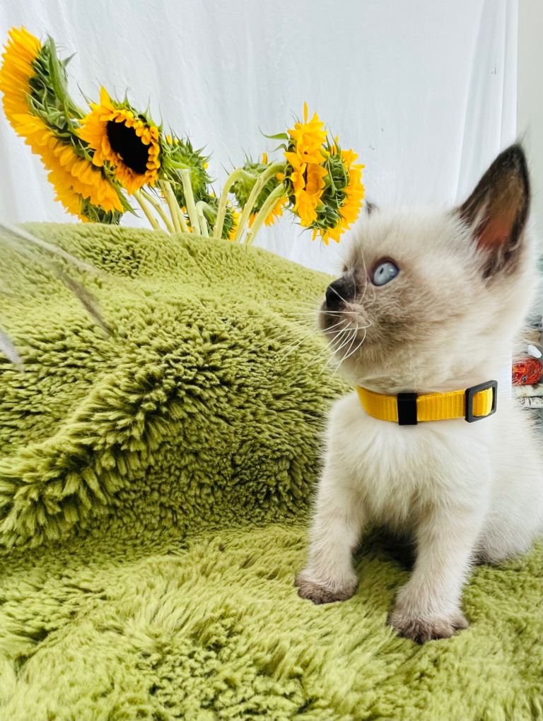 Super friendly Himalayan kittens ready to go