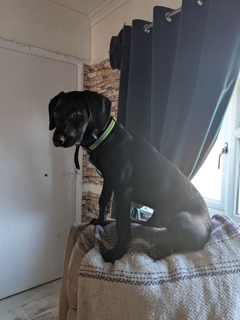 6 Months Male Lab X Spaniel 