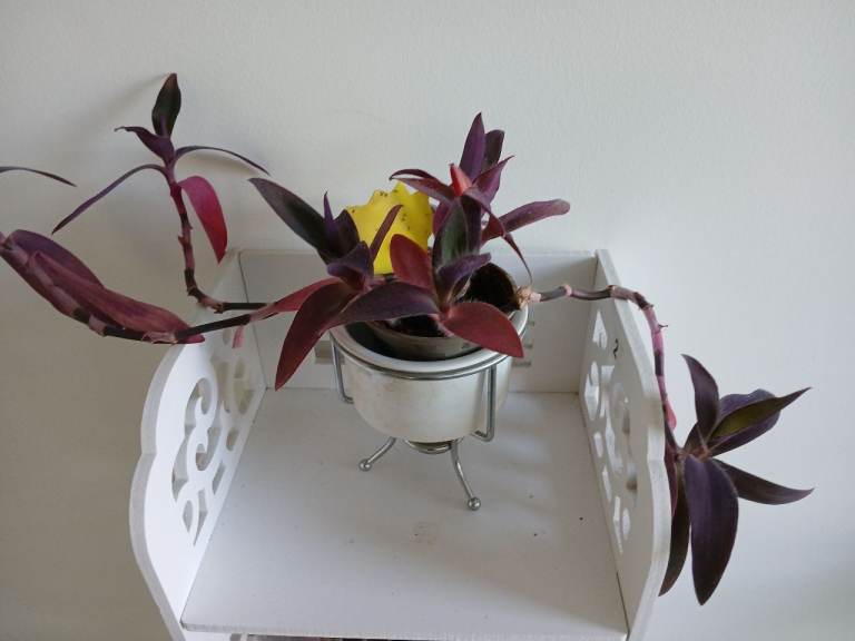Transandantia plant