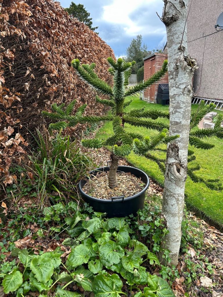 Large monkey puzzle tree plant 