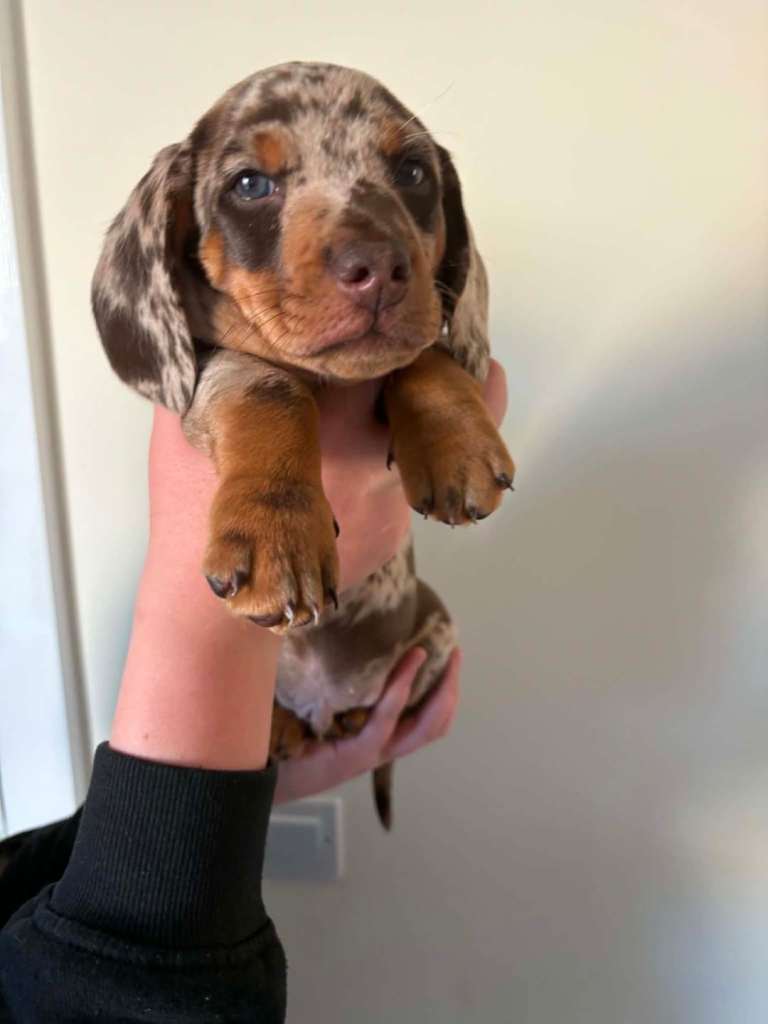 2 chocolate and tan daschunds looking for forever home