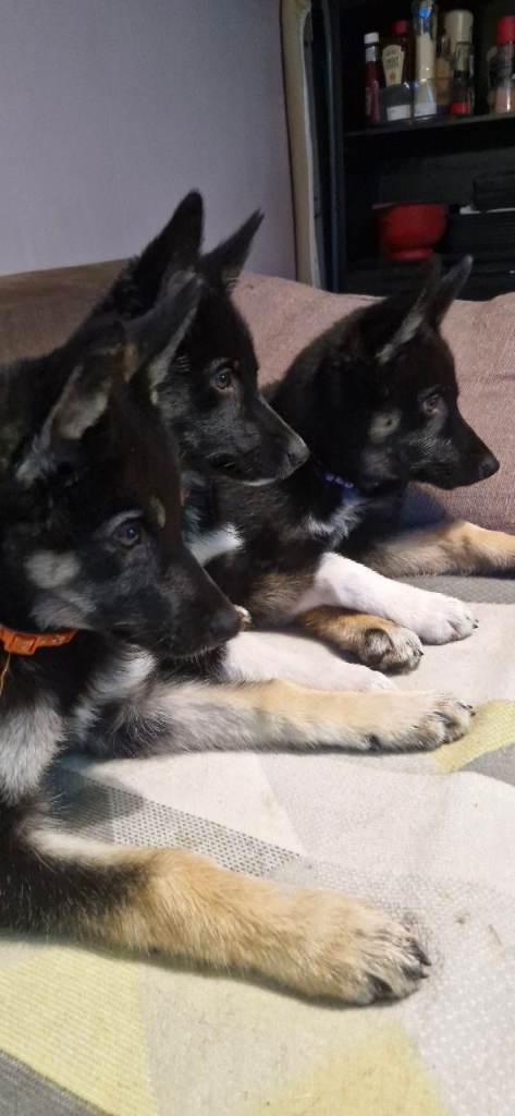 German sheperd 3 girls