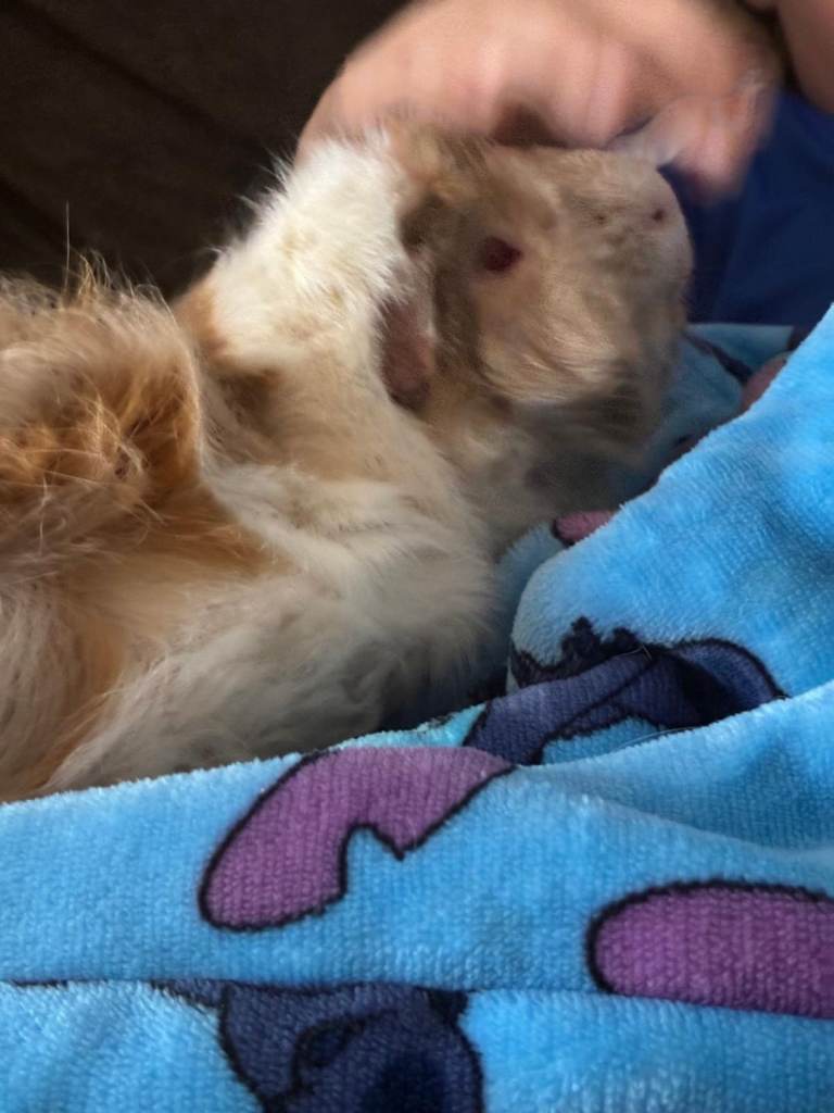 Coco guinea pig plus full set up..