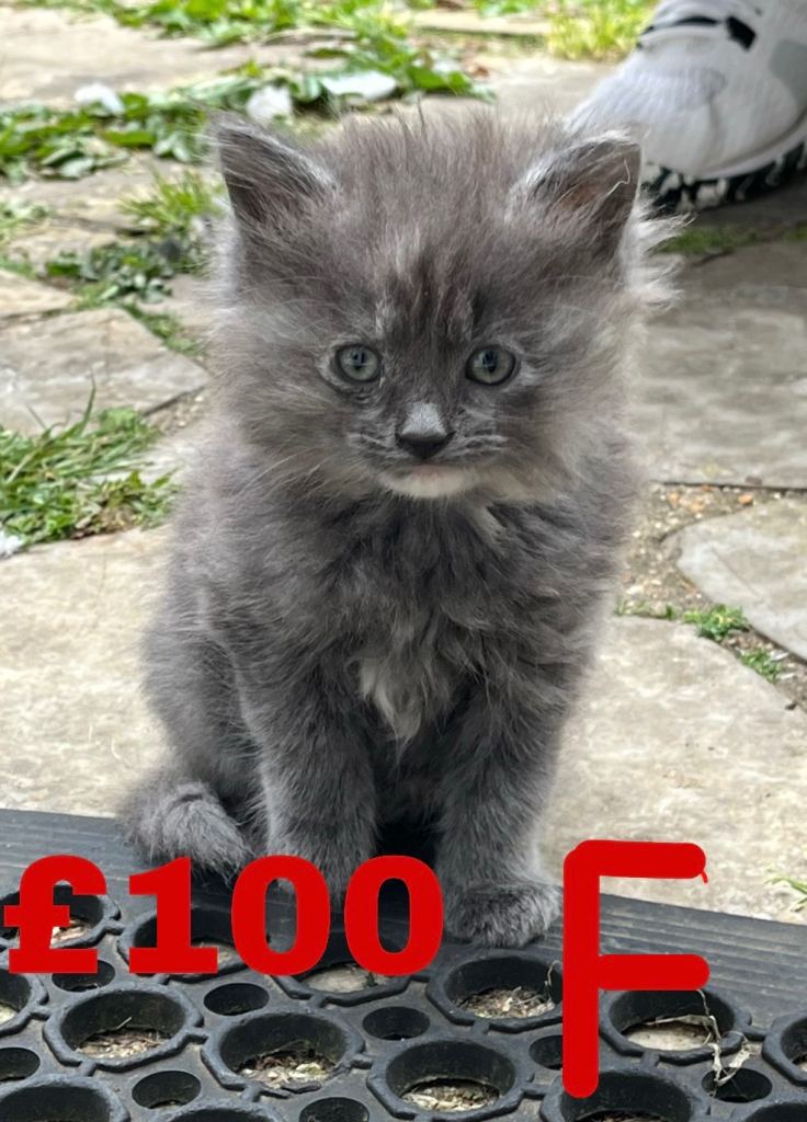Kittens for sale