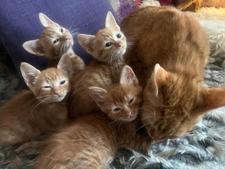 Cute Fluffy ginger kittens ready to go 
