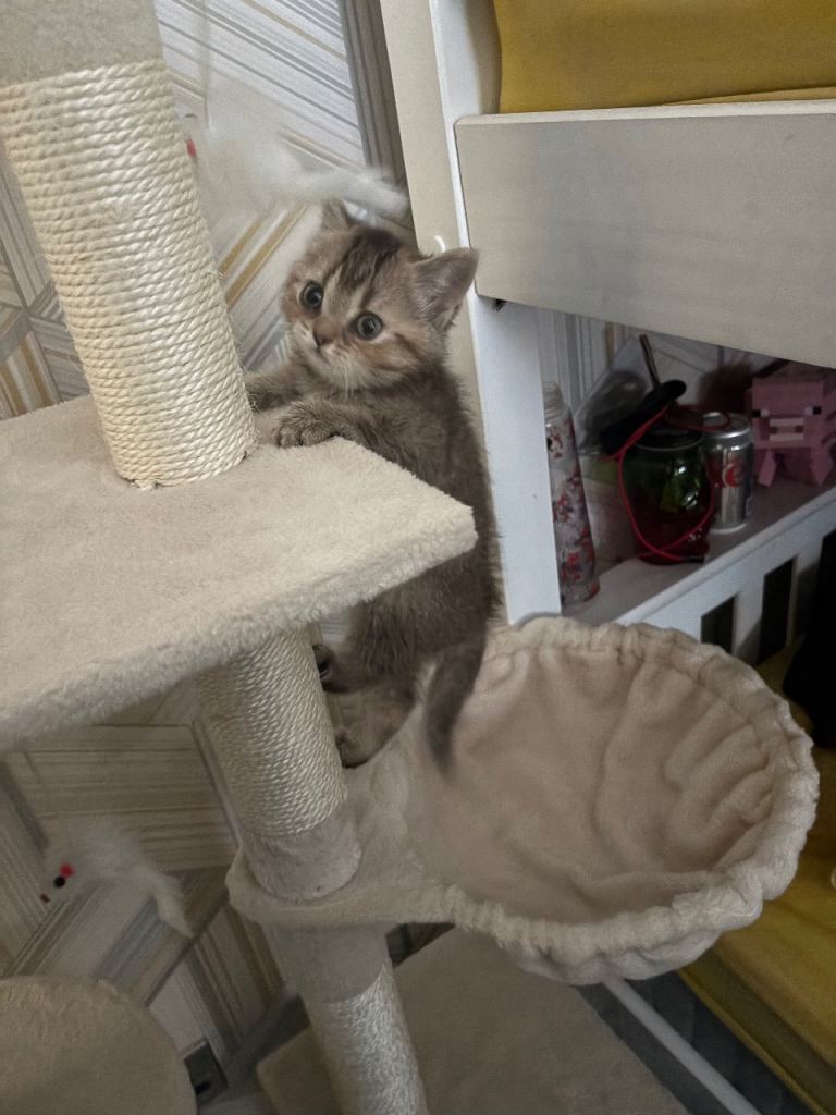 10 week old british shorthair (with many accessories + food)