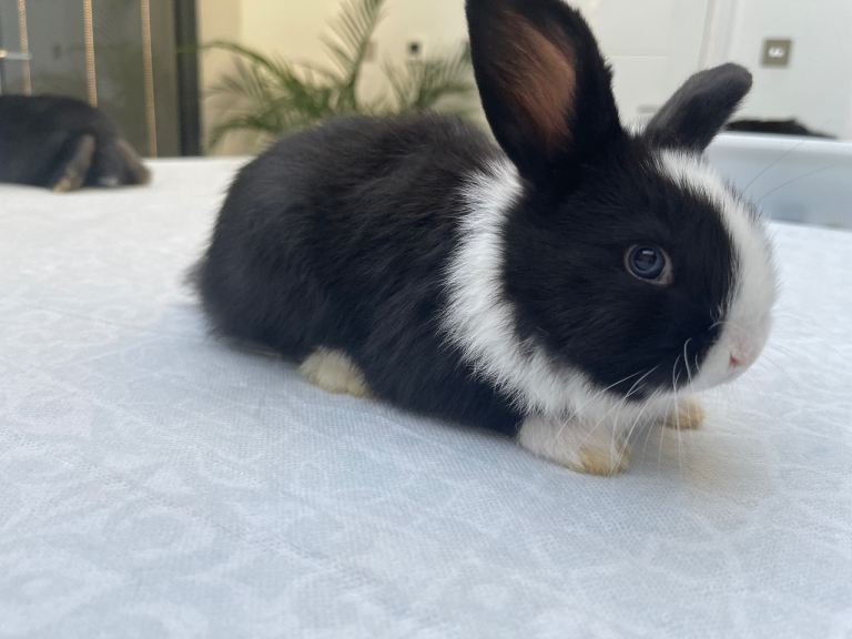 Gorgeous black and white bunny  with blue eyes for sale