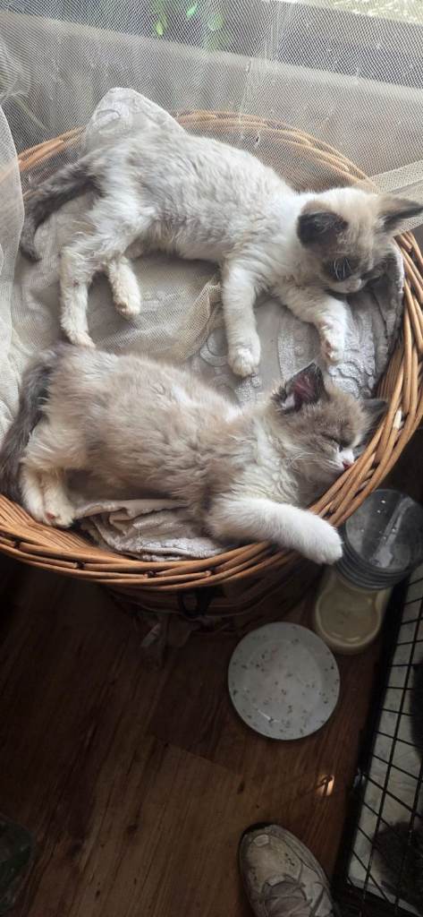 Female Ragdoll kittens  