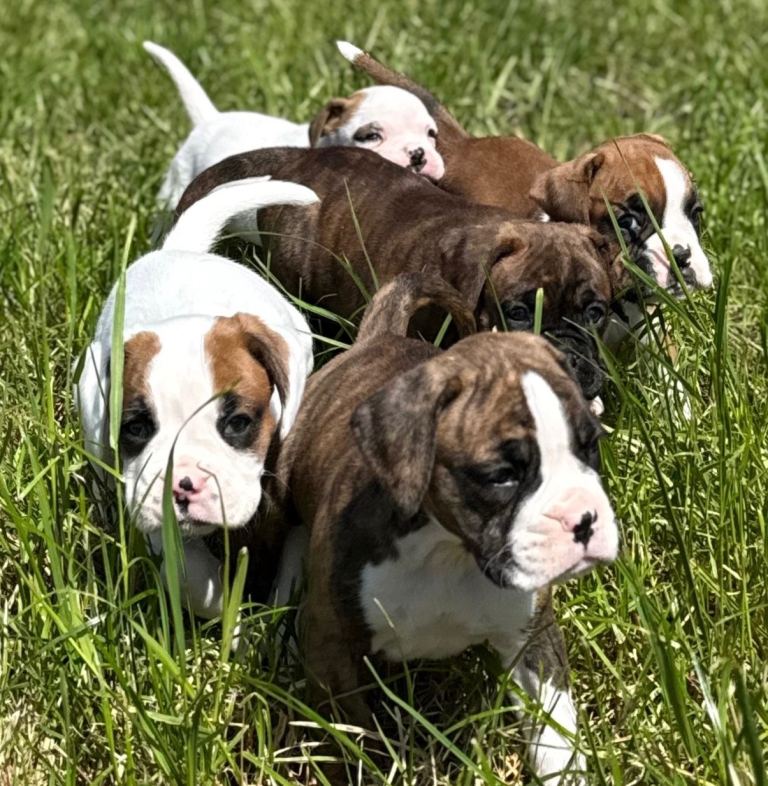 🐶 Beautiful Boxer Puppies