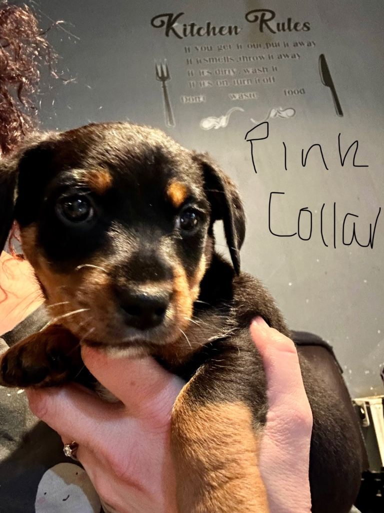 Rottweiler cross Jack Russel 