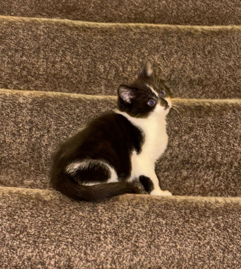 Black & white kittens ready to be rehomed 