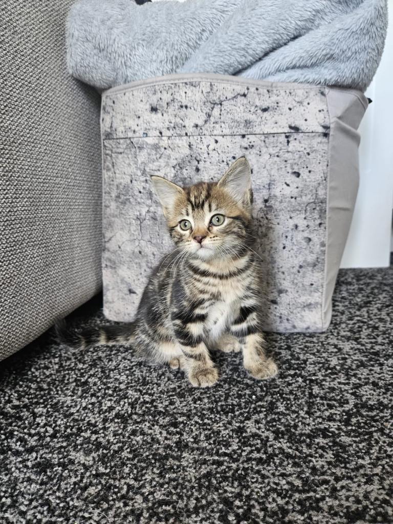 Kittens 
