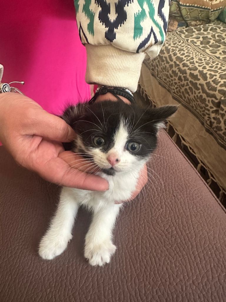 Kittens for sale 