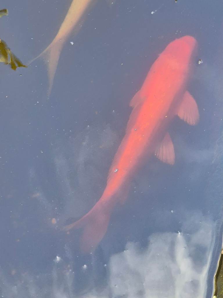 Pond fish 