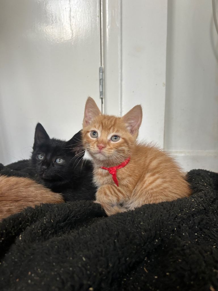 4 Kittens for sale
