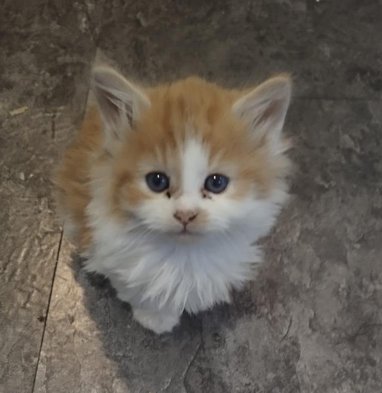 4 Beautiful ginger mix breeds 