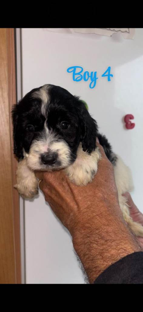Cockapoo pups