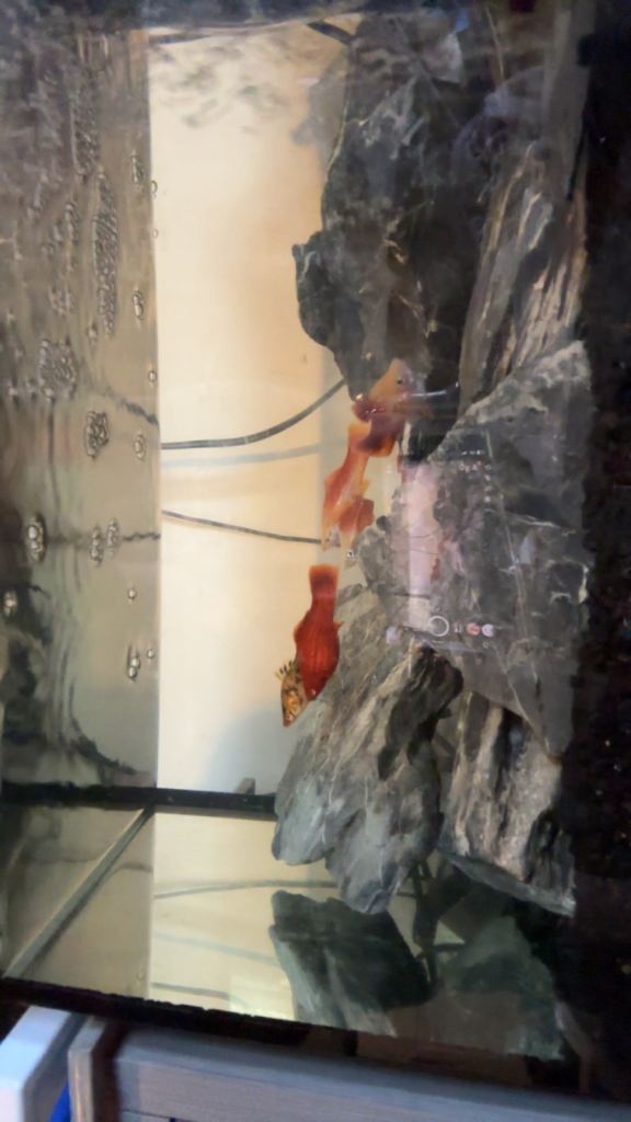 4 sword tail 3 sailfin molly
