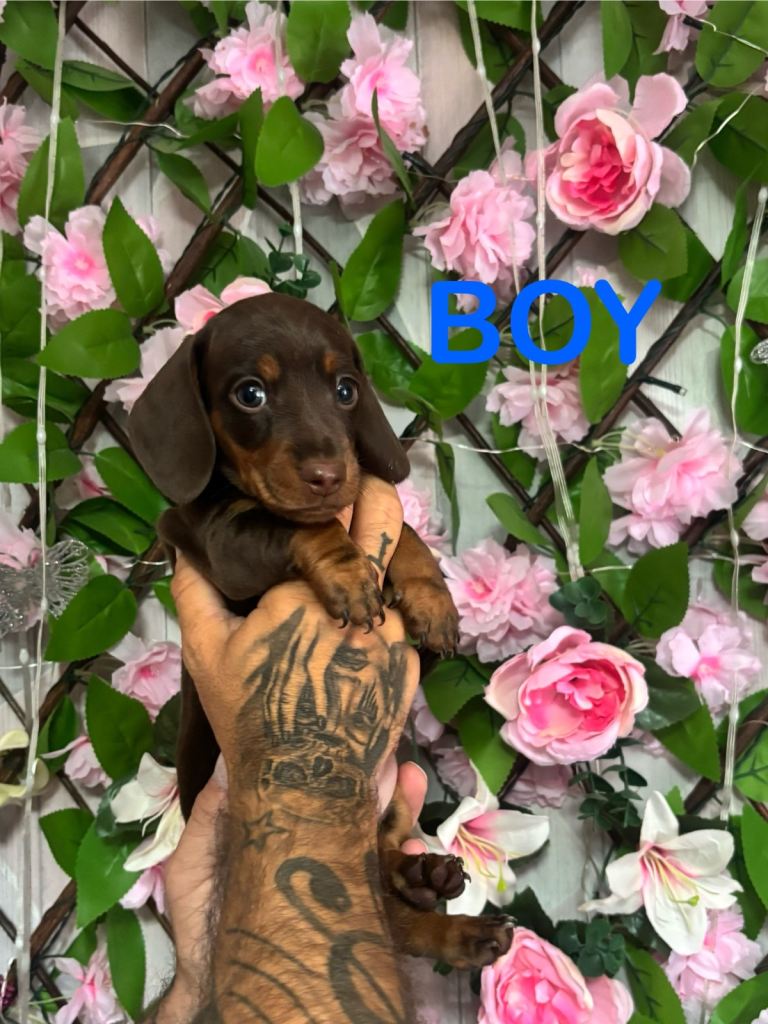 Miniature dachshunds puppies