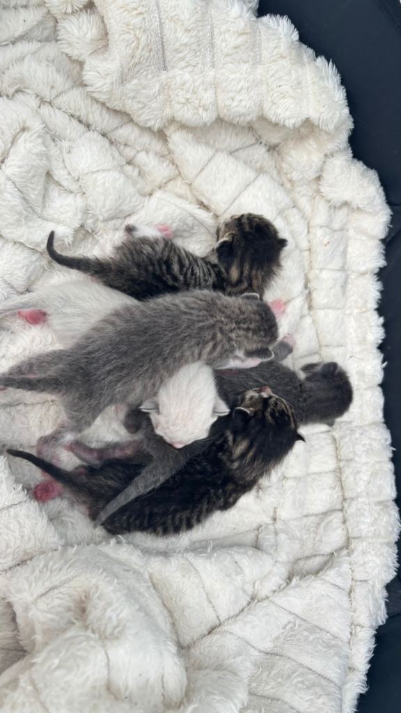5 beautiful kittens 