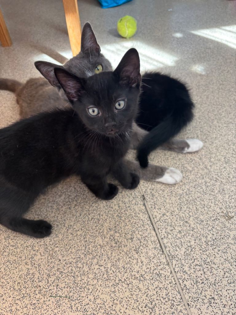 Kittens 