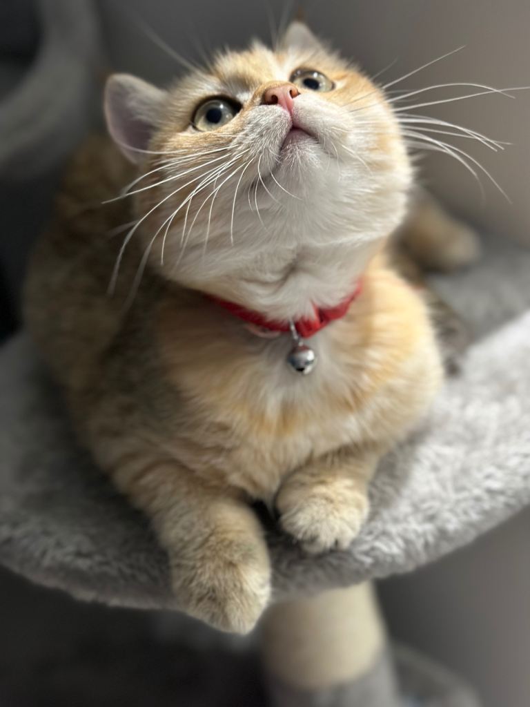 British Short hair 3 years old