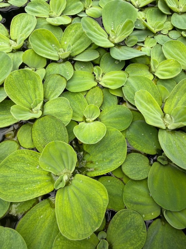 Healthy Water Lettuce (Pistia stratiotes) for Pond or Aquarium