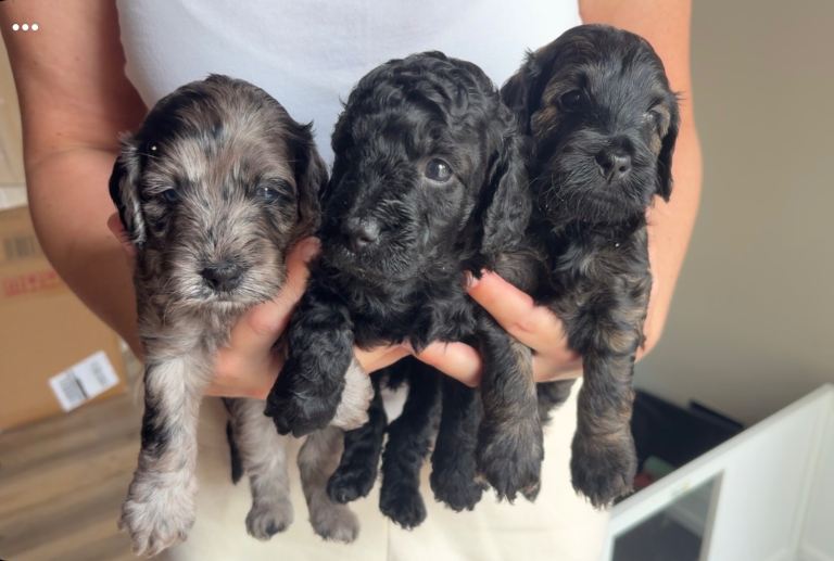 Toy cockapoo puppies