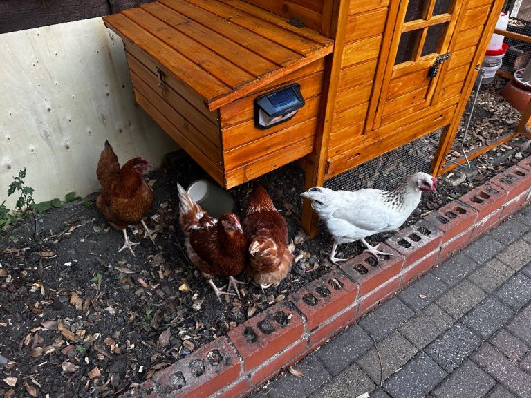 4 Healthy Hens – £30 Each