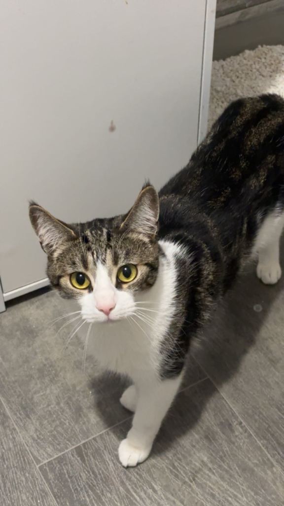 2 Cats Need Rehoming