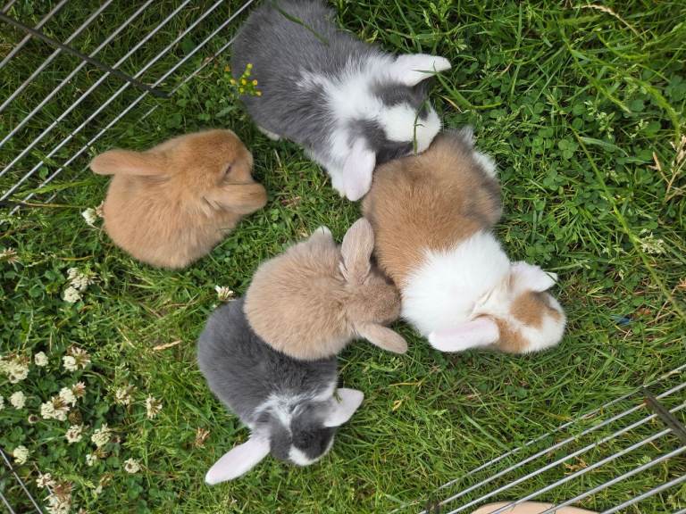 Mini lop
