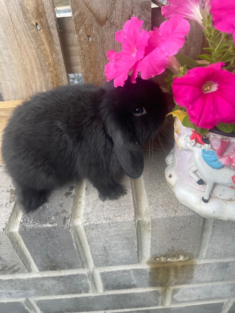 Baby mini lop rabbits