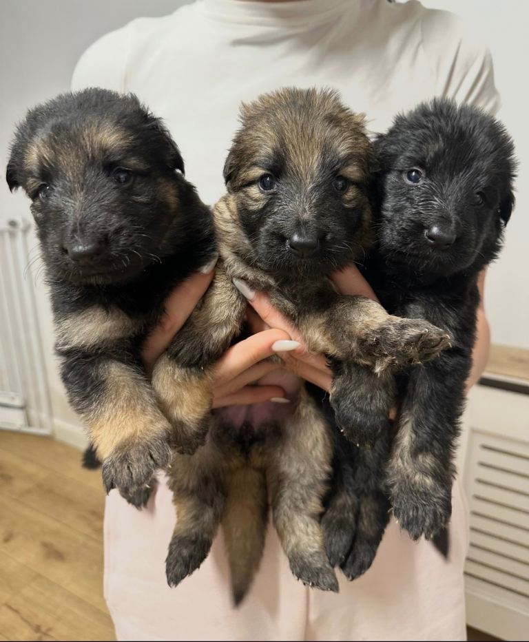 🐾 Long-Haired German Shepherd Puppies for Sale 🐾