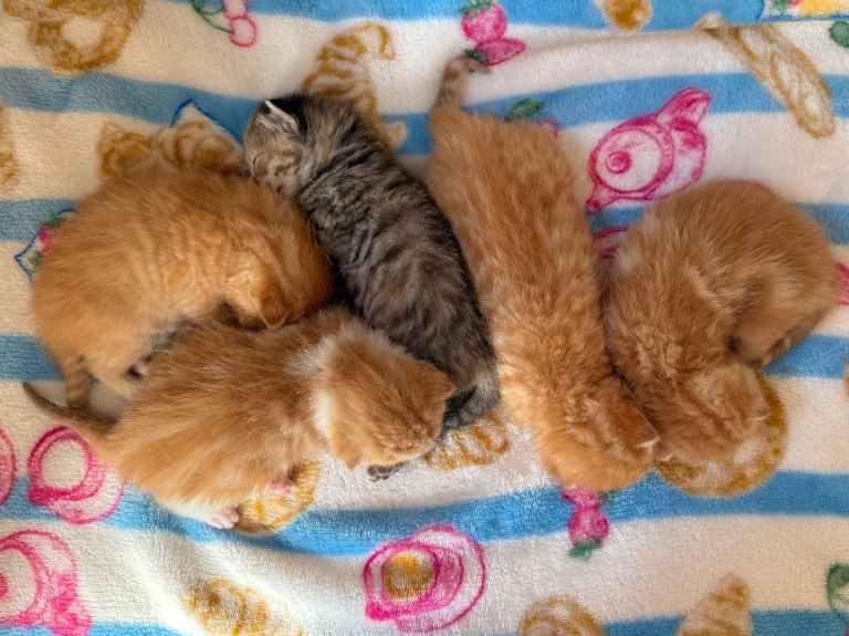 Beautiful little Kittens Looking for Loving Homes 🐾