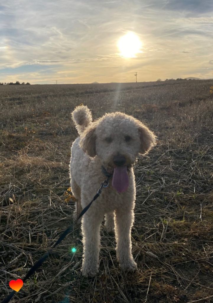 Dog Walker / Sitter 🐕 Kirkcaldy KY2 