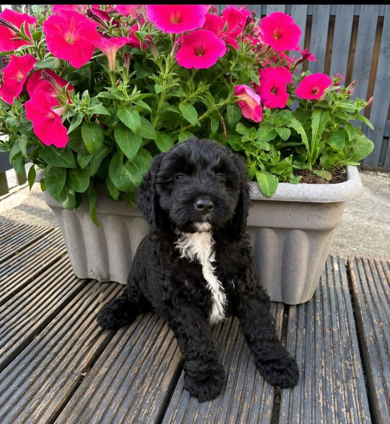 Cockapoo
