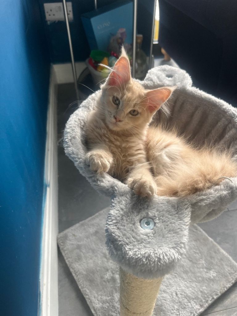 Gccf registered Maine coon girl kitten 