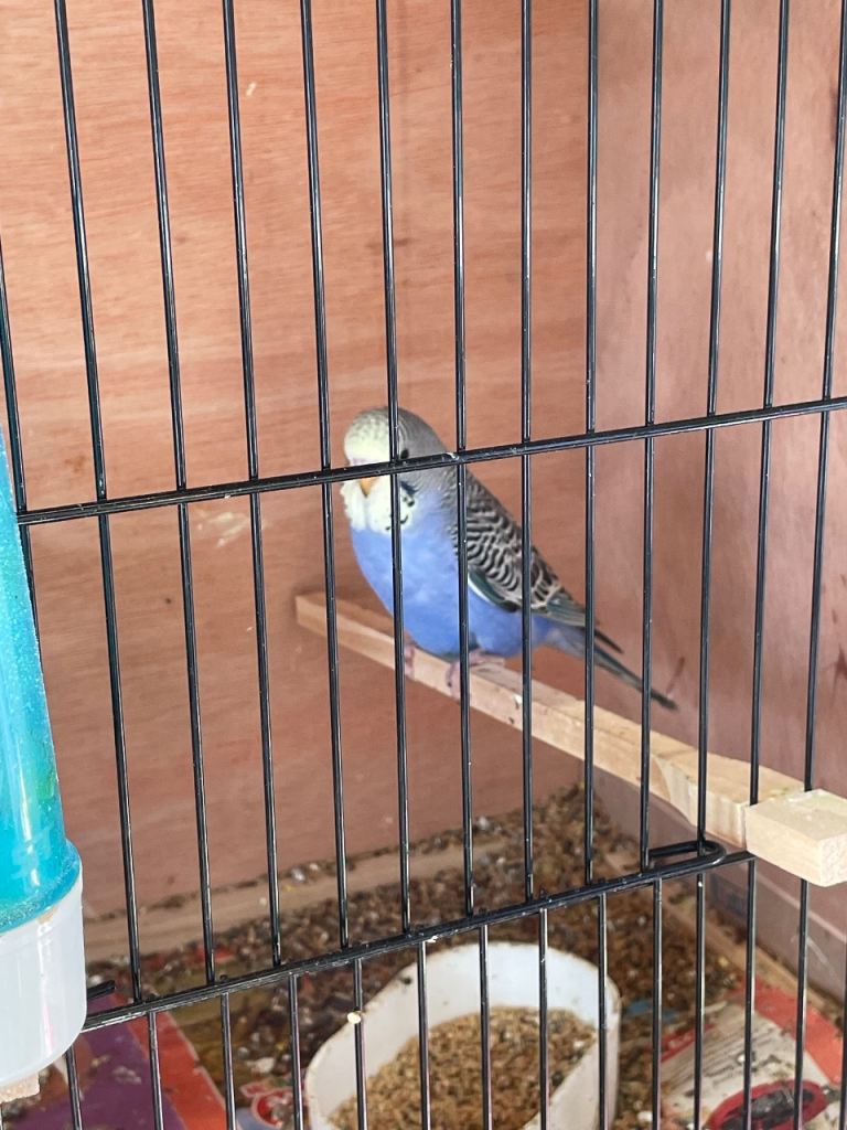 Zebra finches and budgies 