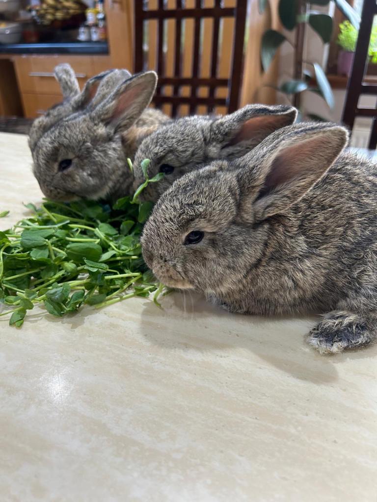 Pure continental giant rabbits litter  
