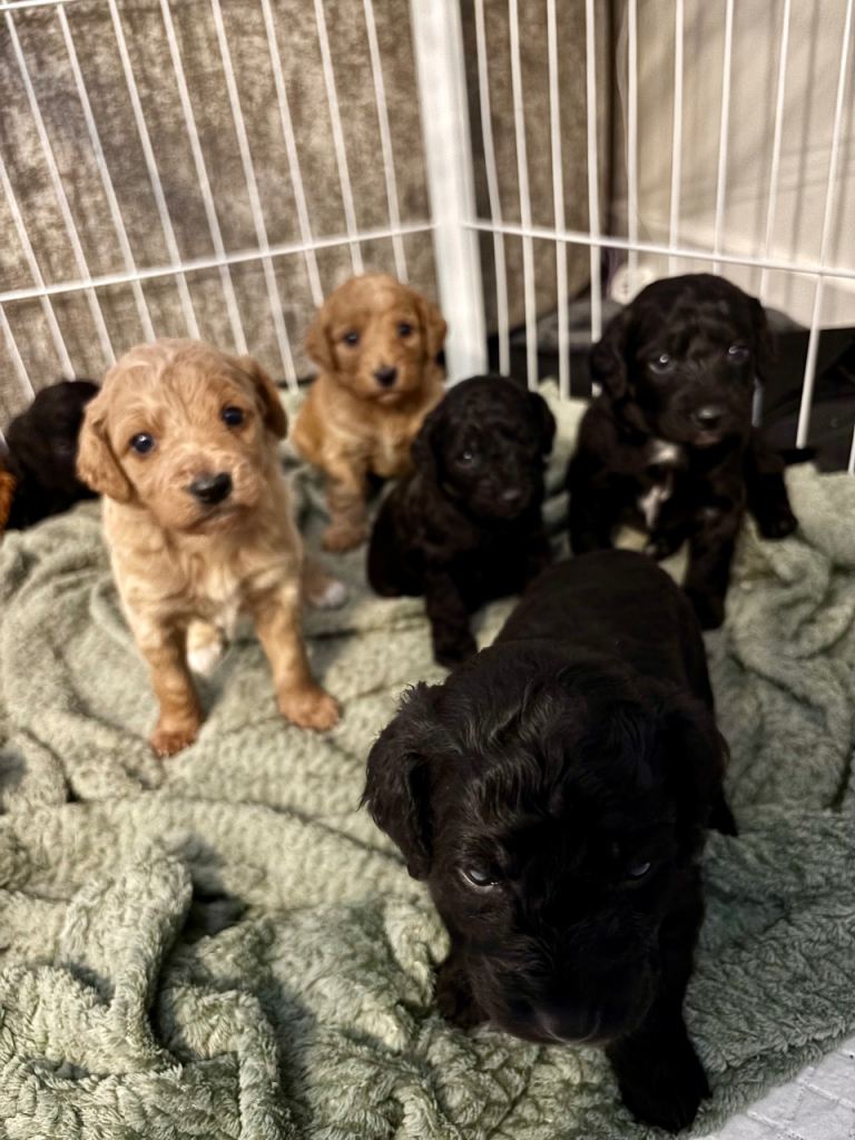 Full breed cockapoo puppies 