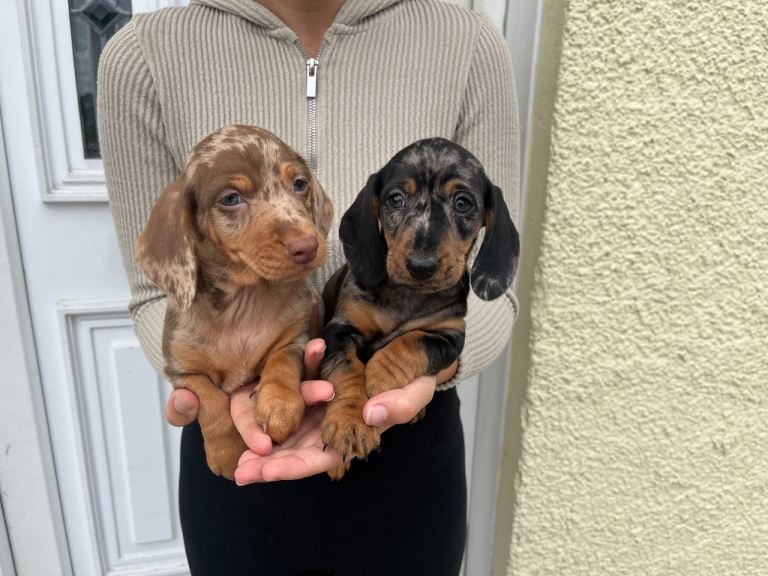 Dapple Dachshund puppies