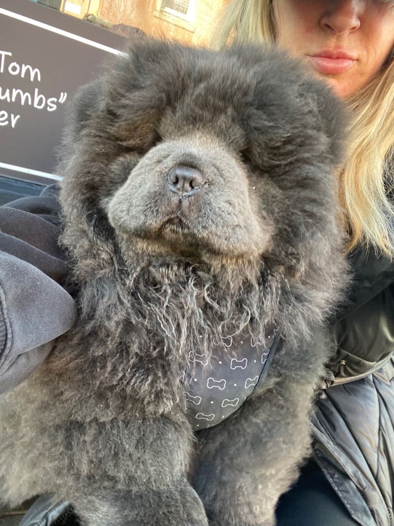 Stunning kc chow female pup