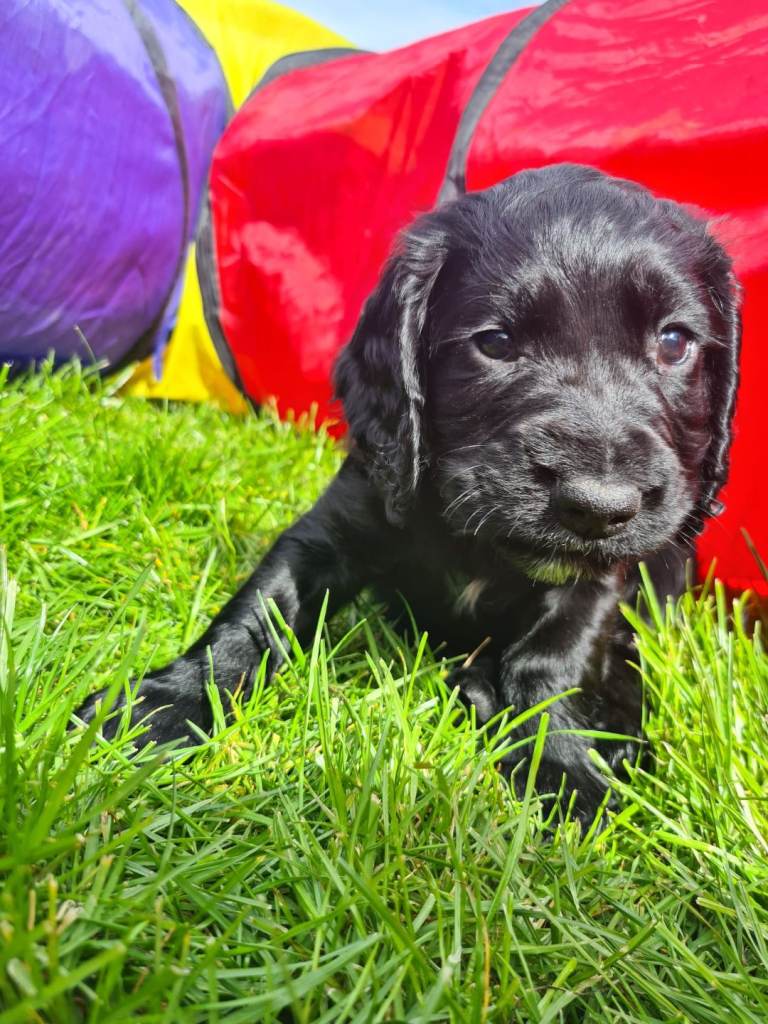 KC Registered cocker spanials *READY TO LEAVE* 