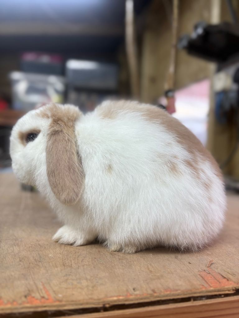 Gorgeous mini lop buck ready to leave 