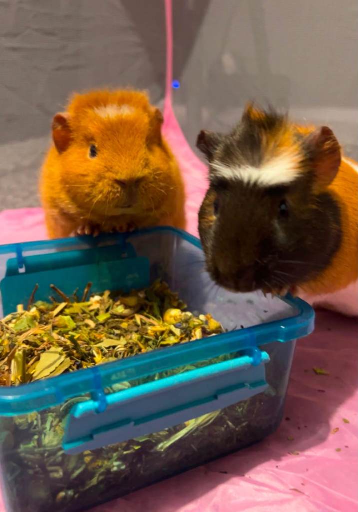 Guinea pigs for sale