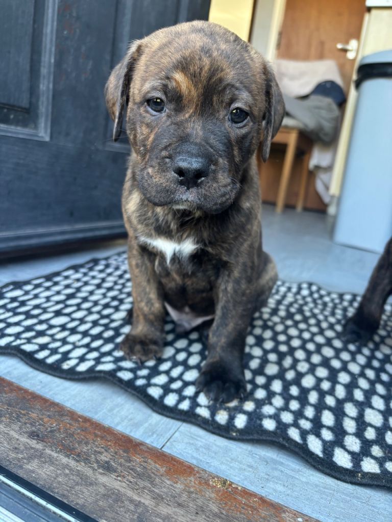 Staffy x labrador