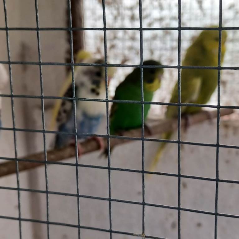 BEAUTIFUL BUDGIES FOR SALE 