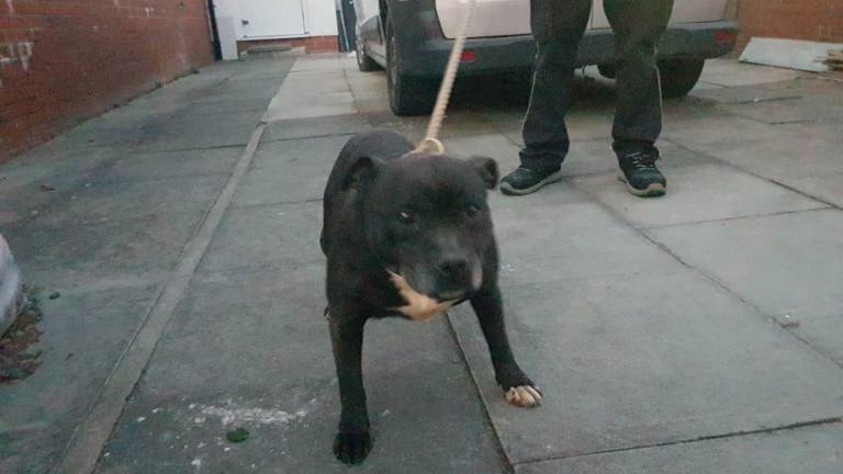 Staffordshire bull terrier 